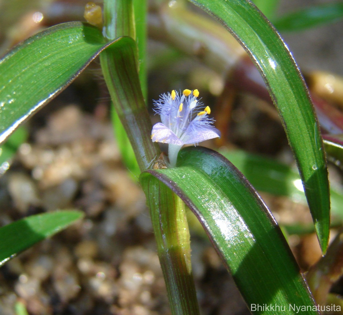 Cyanotis axillaris (L.) D.Don ex Sweet